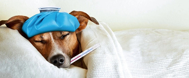 グルテンフリーを選ぶ